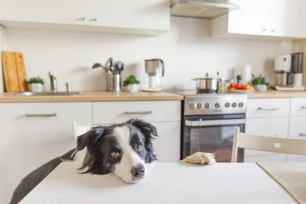 Hungry border collie dog sitting on table in modern kitchen looking with puppy eyes funny face waiting meal. Funny dog looking sad gazing and waiting breakfast at home indoors, pet care animal life