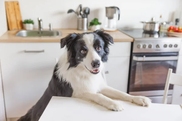 Hungry border collie dog sitting on table in modern kitchen looking with puppy eyes funny face waiting meal. Funny dog smiling gazing and waiting breakfast at home indoors. Pet care animal life
