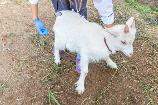 Ung Veterinär Kvinna Med Spruta Hålla Och Injicera Get Unge — Stockfoto