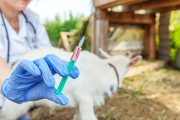 Jonge Dierenarts Vrouw Met Spuit Vasthouden Injecteren Geit Kind Ranch — Stockfoto