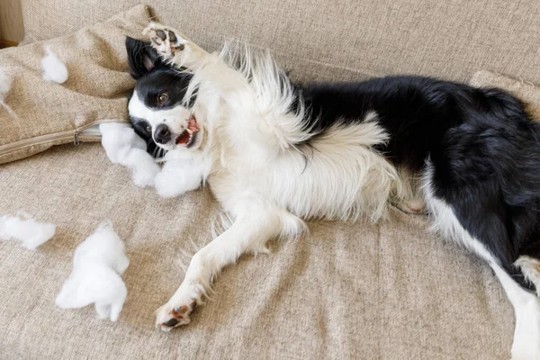 Evdeki kanepede yatan yaramaz yastığı ısırdıktan sonra yaramaz yavru köpek sınır köpeği çoban köpeği. Suçlu köpek ve yıkılmış oturma odası. Dağınık ev ve komik suçlu bakışlı köpek yavrusu.
