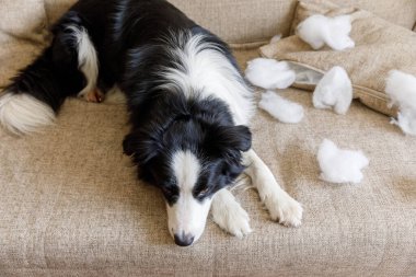 Evdeki kanepede yatan yaramaz yastığı ısırdıktan sonra yaramaz yavru köpek sınır köpeği çoban köpeği. Suçlu köpek ve yıkılmış oturma odası. Dağınık ev ve komik suçlu bakışlı köpek yavrusu.