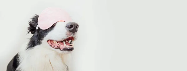 Nevyrušujte Nechte Spát Vtipné Štěně Pes Hranice Kolie Spací Oční — Stock fotografie