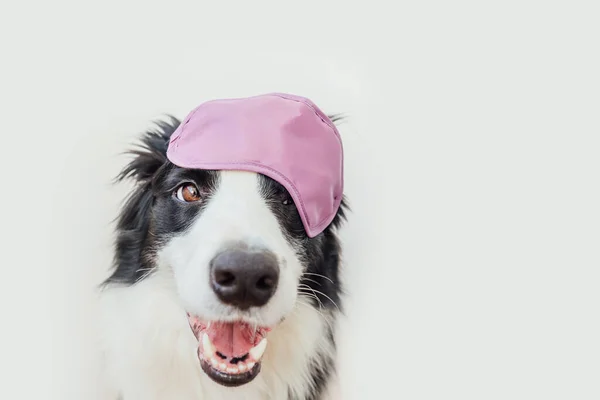 Não Incomodes Deixa Dormir Engraçado Bonito Sorrindo Cachorro Cão Borda — Fotografia de Stock