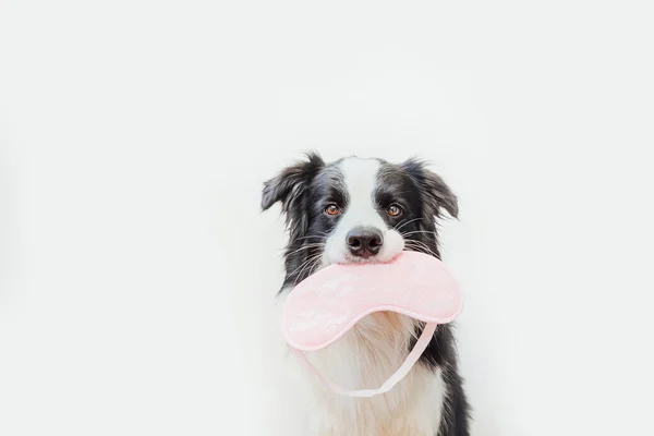 不要打扰我 让我睡吧 滑稽可爱的笑脸小狗边境牧羊犬与睡觉的眼罩隔离在白色背景 旅行的概念 — 图库照片