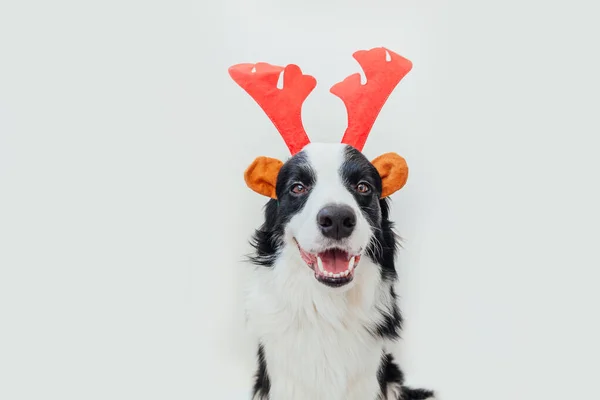 Drôle Portrait Studio Mignon Chien Souriant Frontière Collie Chien Portant — Photo