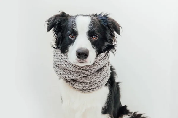 白い背景に隔離された首の周り暖かい服のスカーフを身に着けてかわいい笑顔子犬犬の国境のコリーの面白いスタジオの肖像画 冬または秋の小さな犬の肖像画 — ストック写真