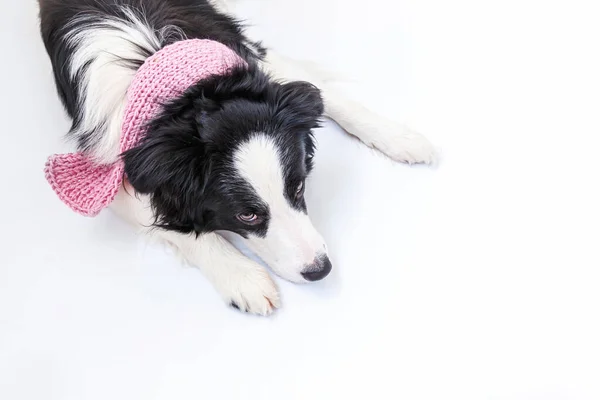 白い背景に隔離された首の周り暖かい服のスカーフを身に着けてかわいい笑顔子犬犬の国境のコリーの面白いスタジオの肖像画 冬または秋の肖像画の新しい美しいメンバーの家族の小さな犬 — ストック写真