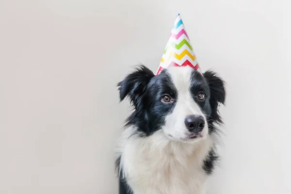 Divertente Ritratto Simpatico Cucciolo Sorridente Bordo Cane Collie Indossa Compleanno — Foto Stock