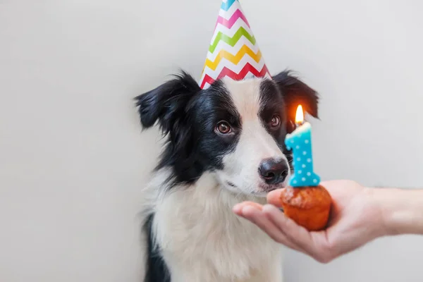 白い背景に隔離されたナンバーワンのキャンドルとカップケーキの休日のケーキを見て誕生日の愚かな帽子を身に着けているかわいい笑顔子犬犬の国境のコリーの面白い肖像画 ハッピーバースデーパーティーのコンセプト — ストック写真