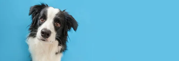 Grappig Studio Portret Van Schattige Glimlachende Puppy Hondenrand Collie Geïsoleerd — Stockfoto