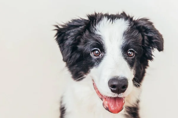 白い背景に隔離されたかわいい笑顔の子犬の犬の国境のコロニーの面白いスタジオの肖像画 家族の小さな犬の新しい素敵なメンバーは 報酬を見て待っています ペットケアと動物のコンセプト — ストック写真