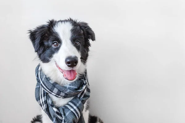 白い背景に隔離された首の周り暖かい服のスカーフを身に着けてかわいい笑顔子犬犬の国境のコリーの面白いスタジオの肖像画 冬または秋の肖像画の新しい美しいメンバーの家族の小さな犬 — ストック写真