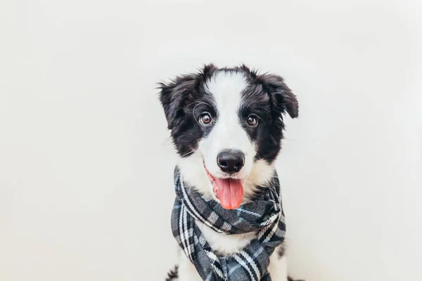 白い背景に隔離された首の周り暖かい服のスカーフを身に着けてかわいい笑顔子犬犬の国境のコリーの面白いスタジオの肖像画 冬または秋の小さな犬の肖像画 — ストック写真