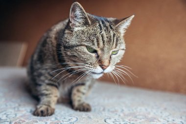 Kibirli, kısa saçlı, evde dinlenen tekir kedilerin komik portresi. Küçük kedi yavrusu, ailenin sevimli bir üyesi evde oynuyor. Hayvan bakımı ve hayvan sağlığı konsepti