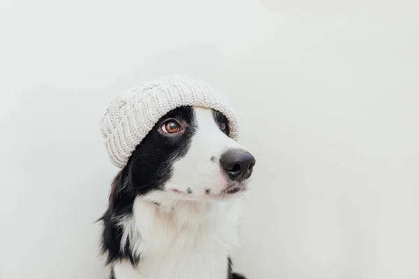 Zabawny Portret Studio Cute Uśmiechnięty Pies Granica Collie Noszenie Ciepłe — Zdjęcie stockowe