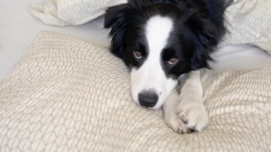 Köpek yavrusunun komik portresi yatakta yastık örtüsünün üzerinde yatıyordu. Ailemizin yeni sevimli üyesi. Küçük köpek evde uzanıyor ve uyuyor. Hayvan bakımı ve hayvan bakımı kavramı