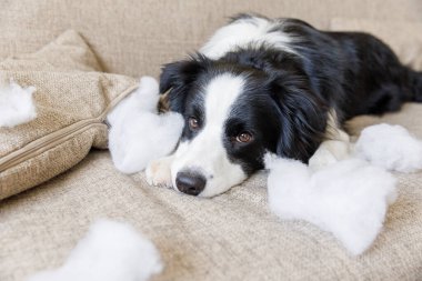Evdeki kanepede yatan yaramaz yastığı ısırdıktan sonra yaramaz yavru köpek sınır köpeği çoban köpeği. Suçlu köpek ve yıkılmış oturma odası. Dağınık ev ve komik suçlu bakışlı köpek yavrusu.