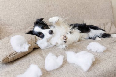Evdeki kanepede yatan yaramaz yastığı ısırdıktan sonra yaramaz yavru köpek sınır köpeği çoban köpeği. Suçlu köpek ve yıkılmış oturma odası. Dağınık ev ve komik suçlu bakışlı köpek yavrusu.