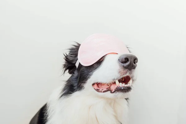 Não Incomodes Deixa Dormir Engraçado Bonito Sorrindo Cachorro Cão Borda — Fotografia de Stock