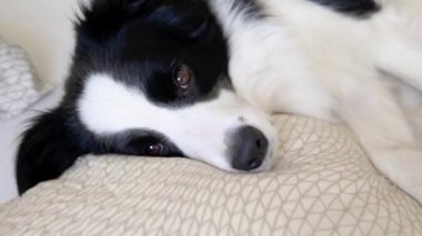 Köpek yavrusunun komik portresi yatakta yastık örtüsünün üzerinde yatıyordu. Ailemizin yeni sevimli üyesi. Küçük köpek evde uzanıyor ve uyuyor. Hayvan bakımı ve hayvan bakımı kavramı