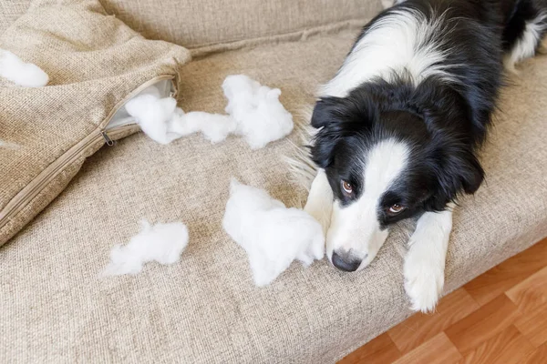 Naughty playful puppy dog border collie after mischief biting pillow lying on couch at home. Guilty dog and destroyed living room. Damage messy home and puppy with funny guilty look