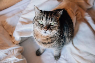 Komik bir portre, kısa saçlı, ev kedisi evde yatakta dinleniyor. Küçük kedi yavrusu, ailenin sevimli bir üyesi evde oynuyor. Hayvan bakımı ve hayvan sağlığı konsepti