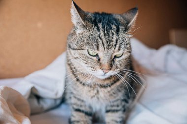 Komik bir portre, kısa saçlı, ev kedisi evde yatakta dinleniyor. Küçük kedi yavrusu, ailenin sevimli bir üyesi evde oynuyor. Hayvan bakımı ve hayvan sağlığı konsepti