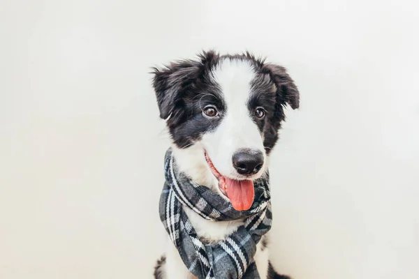 Amuzant Portret Studio Cățeluș Drăguț Zâmbitor Câine Frontieră Collie Purtând — Fotografie, imagine de stoc