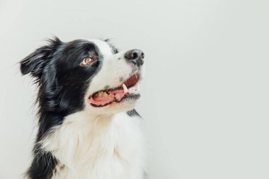 Beyaz arka planda izole edilmiş şirin gülümseyen köpek yavrusu Collie 'nin komik stüdyo portresi. Ailenin yeni sevimli üyesi küçük köpek gözlerini dikip ödül bekliyor. Hayvan bakımı ve hayvan bakımı kavramı