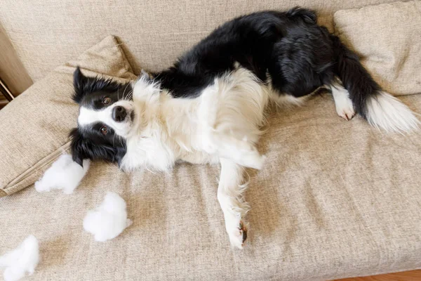 Travieso Juguetón Perro Perro Frontera Collie Después Travesura Morder Almohada — Foto de Stock