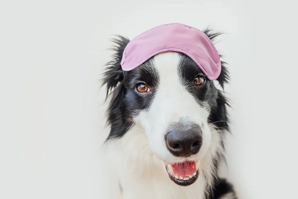 Molestes Déjame Dormir Funny Lindo Perro Sonriente Frontera Collie Con — Foto de Stock