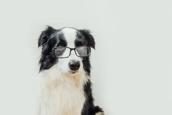 Rolig Studio Porträtt Söta Leende Valp Gränsen Collie Isolerad Vit — Stockfoto