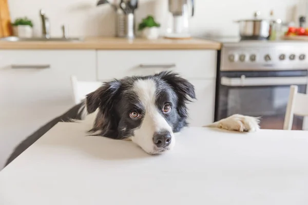 Hungry border collie dog sitting on table in modern kitchen looking with puppy eyes funny face waiting meal. Funny dog looking sad gazing and waiting breakfast at home indoors. Pet care animal life