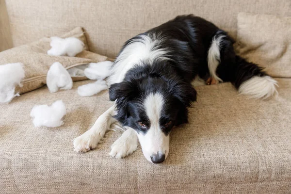 Naughty playful puppy dog border collie after mischief biting pillow lying on couch at home. Guilty dog and destroyed living room. Damage messy home and puppy with funny guilty look.