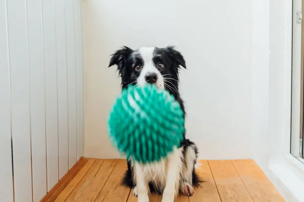 Gülümseyen şirin köpek yavrusu Collie 'nin oyuncak topu ağzında tutmasının komik portresi. Ailemizin yeni sevimli üyesi küçük köpek ev sahibiyle oynuyor. Ev hayvanı etkinliği ve oyun konsepti. — Stok fotoğraf