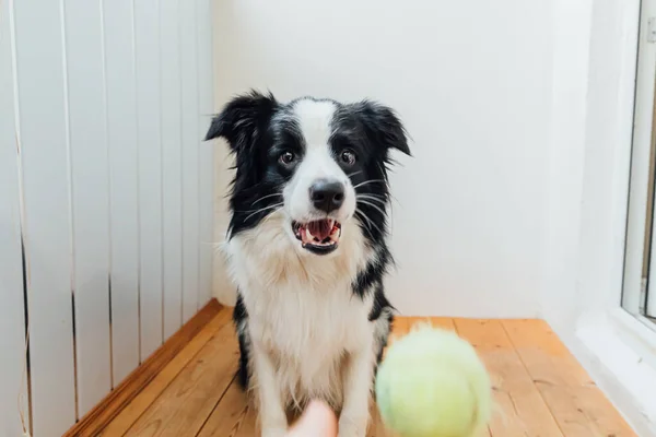 可愛い笑顔の子犬犬の国境コリーの面白いポートレート口の中でおもちゃのボールを保持。所有者と一緒に遊んで自宅で家族の小さな犬の新しい素敵なメンバー。ペットケアと動物のコンセプト. — ストック写真