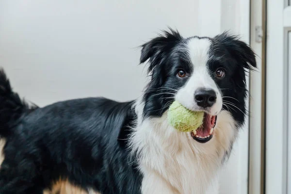 Divertido retrato de lindo perro sonriente frontera collie sosteniendo bola de juguete en la boca. Nuevo miembro encantador de la familia perrito en casa jugando con el propietario. Cuidado de mascotas y concepto de animales. — Foto de Stock