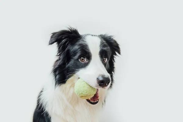 白い背景に隔離された口の中でおもちゃのボールを保持かわいい子犬犬の国境コリーの面白い肖像画。テニスボール付きの純血ペット犬は所有者と遊びたいと思っています。ペットの活動と動物の概念. — ストック写真