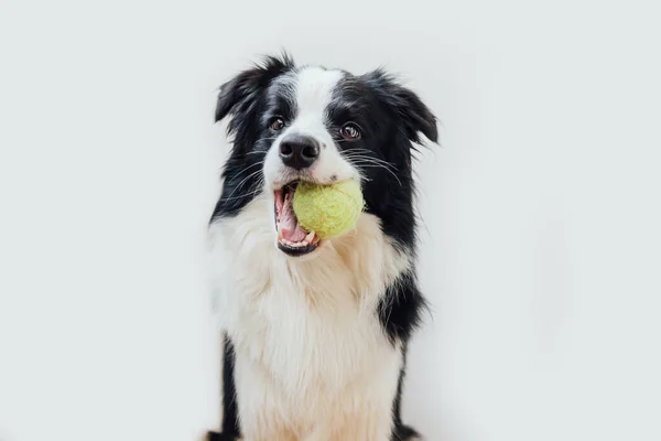 Divertido retrato de lindo perrito frontera collie sosteniendo bola de juguete en la boca aislado sobre fondo blanco. Perro de raza pura mascota con pelota de tenis quiere jugar con el propietario. Actividad de mascotas y concepto de animales. — Foto de Stock