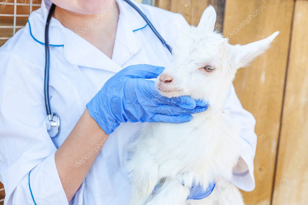 Young veterinarian woman with stethoscope holding and examining goat kid on ranch background. Young goatling with vet hands for check up in natural eco farm. Animal care and ecological farming concept