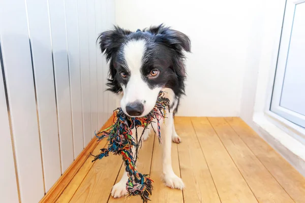 カラフルなロープのおもちゃを口の中で保持かわいい笑顔子犬犬の国境のコリーの面白い肖像画 所有者と一緒に遊んで自宅で家族の小さな犬の新しい素敵なメンバー ペットケアと動物のコンセプト — ストック写真