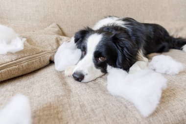 Evdeki kanepede yatan yaramaz yastığı ısırdıktan sonra yaramaz yavru köpek sınır köpeği çoban köpeği. Suçlu köpek ve yıkılmış oturma odası. Dağınık ev ve komik suçlu bakışlı köpek yavrusu.