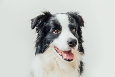 Beyaz arka planda izole edilmiş şirin gülümseyen köpek yavrusu Collie 'nin komik stüdyo portresi. Ailenin yeni sevimli üyesi küçük köpek gözlerini dikip ödül bekliyor. Hayvan bakımı ve hayvan bakımı kavramı