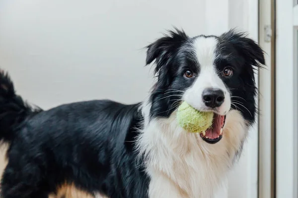 Gülümseyen Şirin Köpek Yavrusu Collie Nin Oyuncak Topu Ağzında Tutmasının — Stok fotoğraf