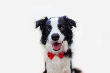 Komik yüzlü şirin köpek yavrusu papyonlu çoban köpeği beyaz arka planda erkek ya da damat olarak. Ailenin yeni sevimli üyesi küçük köpek kameraya bakıyor. Komik hayvan hayvan yaşam konsepti