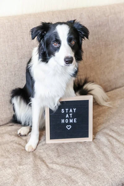 Stay Home Funny Portrait Cute Puppy Dog Couch Letter Board — Stock Photo, Image
