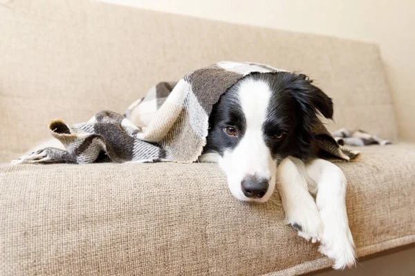 Grappige Puppy Hondenrand Collie Liggend Bank Onder Ruit Binnen Kleine — Stockfoto