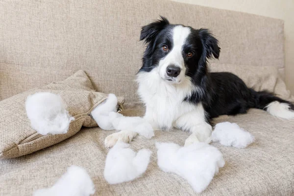 Evdeki kanepede yatan yaramaz yastığı ısırdıktan sonra yaramaz yavru köpek sınır köpeği çoban köpeği. Suçlu köpek ve yıkılmış oturma odası. Dağınık ev ve komik suçlu bakışlı köpek yavrusu.