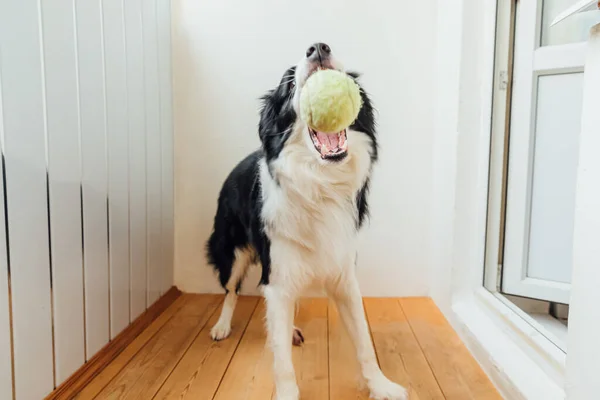 Divertido Retrato Lindo Perro Sonriente Frontera Collie Sosteniendo Bola Juguete — Foto de Stock